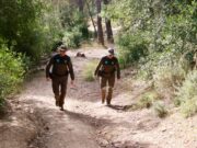 Comença la captura de senglars al segon radi de protecció de la PPA després d’extremar el blindatge dels sis quilòmetres