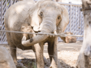 Adéu a la Susi, l’elefanta més vella del Zoo de Barcelona