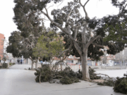 Viladecans treballa en el retorn a la normalitat després del fort vent que ha ocasionat danys