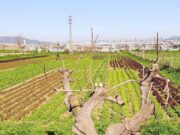 Polèmica a Viladecans després de rebutjar la instal·lació de càmeres al Parc Agrari