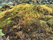 Descobreixen 32 noves espècies de briòfits al Parc Natural de Sant Llorenç del Munt i l’Obac